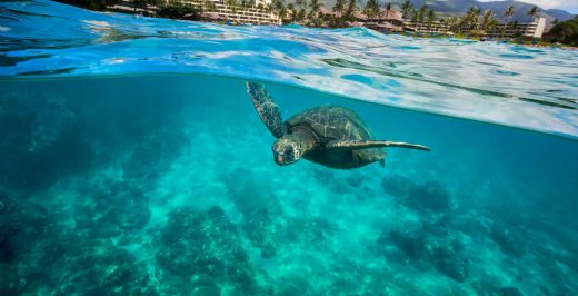 turtle in body of water