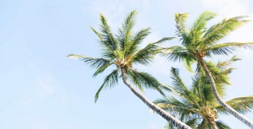 green coconut trees under white sky