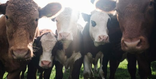 five brown and white cattle gathered around