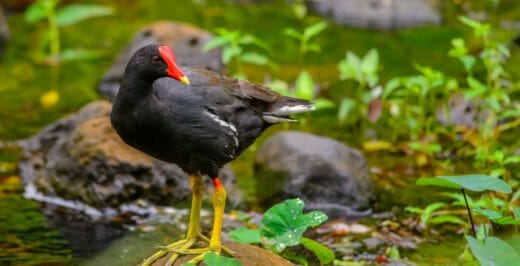 selective focus photography of black bird