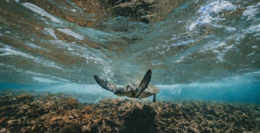 gray and black turtle swimming under water photography