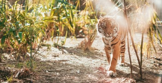 tiger walking near plants during daytime