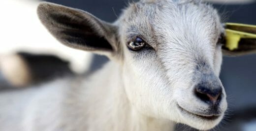 close-up photography of goat kid