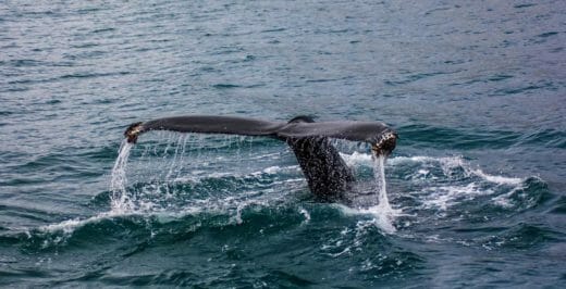 whale on body of water